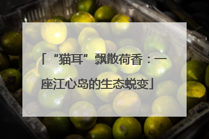 “猫耳”飘散荷香：一座江心岛的生态蜕变