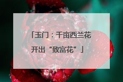 玉门：千亩西兰花开出“致富花”