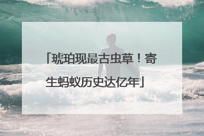 琥珀现最古虫草！寄生蚂蚁历史达亿年
