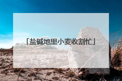 盐碱地里小麦收割忙
