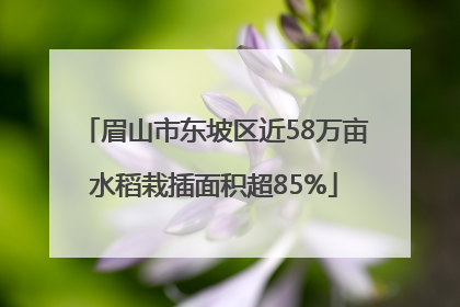 眉山市东坡区近58万亩水稻栽插面积超85%