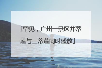 罕见，广州一景区并蒂莲与三蒂莲同时盛放