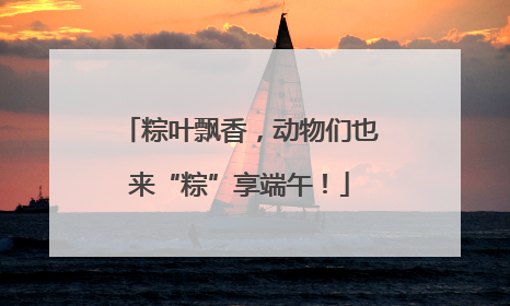 粽叶飘香，动物们也来“粽”享端午！
