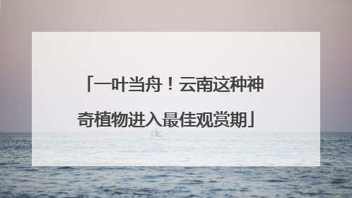 一叶当舟！云南这种神奇植物进入最佳观赏期