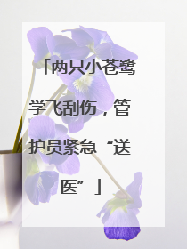 两只小苍鹭学飞刮伤，管护员紧急“送医”