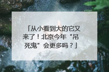 从小看到大的它又来了！北京今年“吊死鬼”会更多吗？