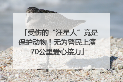 受伤的“汪星人”竟是保护动物！无为警民上演70公里爱心接力
