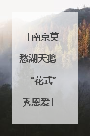 南京莫愁湖天鹅“花式”秀恩爱