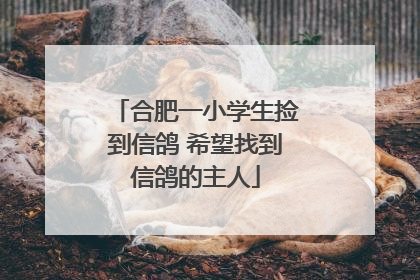 合肥一小学生捡到信鸽 希望找到信鸽的主人