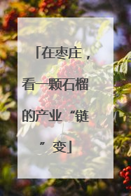 在枣庄，看一颗石榴的产业“链”变