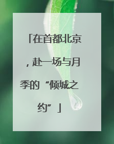 在首都北京，赴一场与月季的“倾城之约”