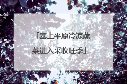塞上平原冷凉蔬菜进入采收旺季