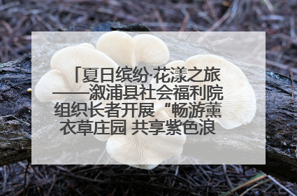 夏日缤纷·花漾之旅——溆浦县社会福利院组织长者开展“畅游薰衣草庄园 共享紫色浪漫”户外活动