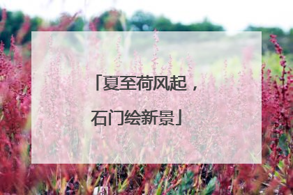 夏至荷风起，石门绘新景