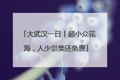 大武汉一日丨超小众花海，人少景美还免费