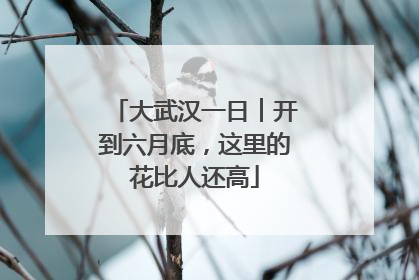 大武汉一日︱开到六月底，这里的花比人还高