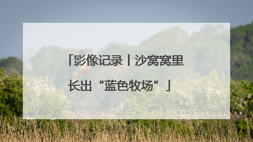 影像记录丨沙窝窝里长出“蓝色牧场”