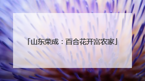 山东荣成：百合花开富农家