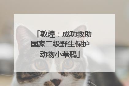 敦煌：成功救助国家二级野生保护动物小苇鳽