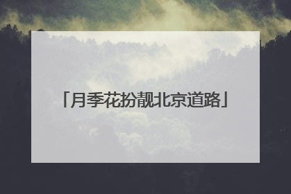 月季花扮靓北京道路