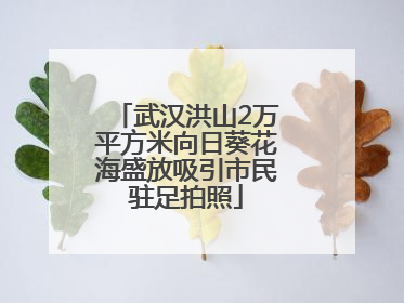 武汉洪山2万平方米向日葵花海盛放吸引市民驻足拍照