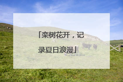 栾树花开，记录夏日浪漫