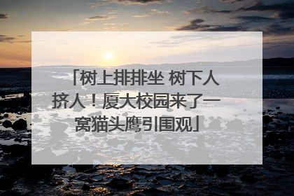 树上排排坐 树下人挤人！厦大校园来了一窝猫头鹰引围观