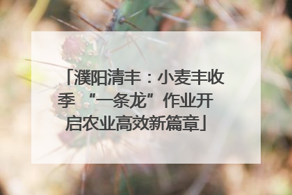濮阳清丰：小麦丰收季 “一条龙”作业开启农业高效新篇章