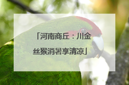 河南商丘：川金丝猴消暑享清凉