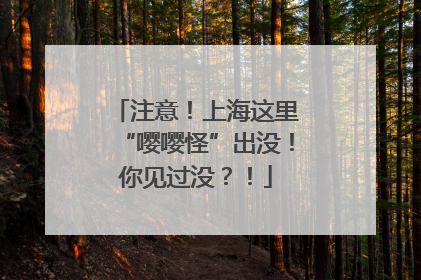注意！上海这里“嘤嘤怪”出没！你见过没？！