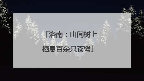 洛南：山间树上栖息百余只苍鹭