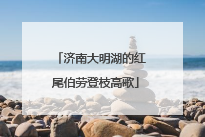 济南大明湖的红尾伯劳登枝高歌