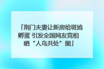 荆门夫妻让新房给斑鸠孵蛋 引发全国网友竞相晒“人鸟共处”图