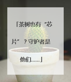 茶树也有“芯片”？守护者是他们……