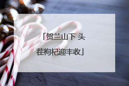 贺兰山下 头茬枸杞迎丰收