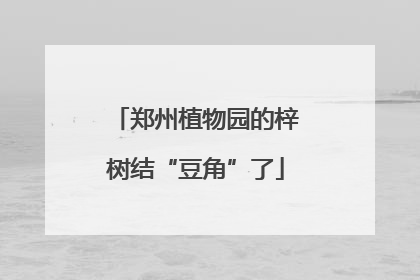 郑州植物园的梓树结“豆角”了