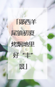 郧西羊尾镇初夏烤烟地里好“丰”景