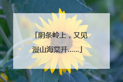 阴条岭上，又见漫山海棠开……