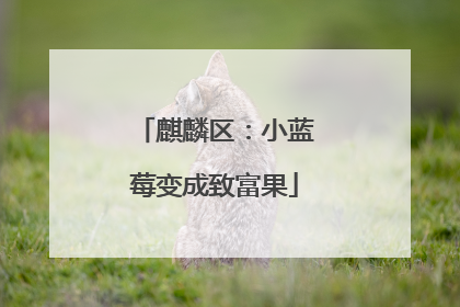 麒麟区：小蓝莓变成致富果